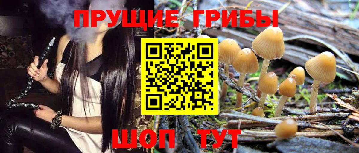 Псилоцибиновые грибы Psilocybine cubensis Горячий Ключ